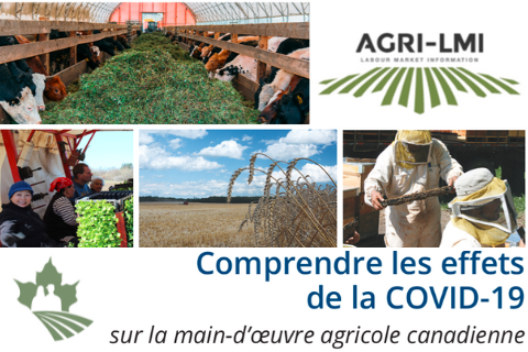 Comprendre les effets de la COVID-19 sur la main-d’œuvre agricole canadienne