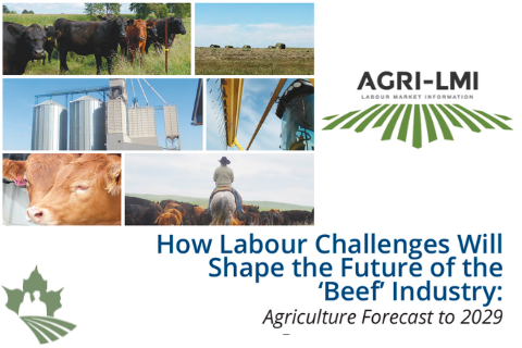 How Labour Challenges Will Shape the Future of the Beef Industry