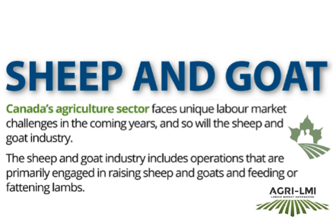 Sheep and Goat Infographic