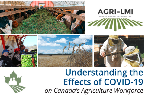 Understanding the Effects of COVID-19 on Canada’s Agriculture Workforce