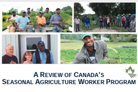 A Review of Canada's Seasonal Agricultural Worker Program