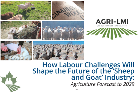 How Labour Challenges Will Shape the Future of the Sheep and Goat Industry