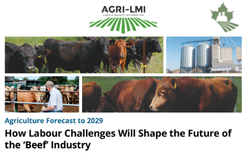 How Labour Challenges Will Shape the Future of Beef Industry