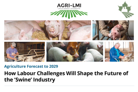 How Labour Challenges Will Shape the Future of Beef Industry