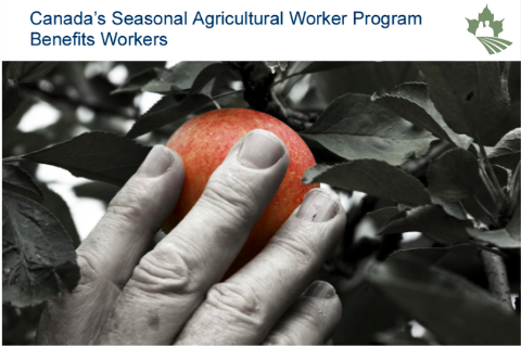 IICA: Report on the Seasonal Agriculture Worker Program (SAWP)