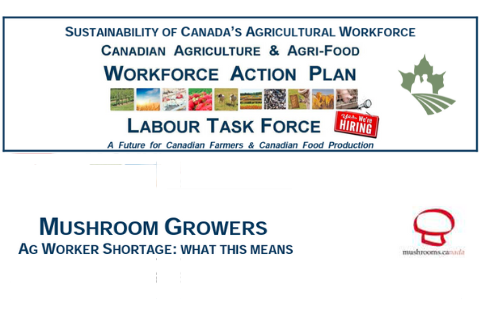 Mushrooms: A Future for Canadian Farmers and Food Production