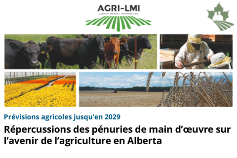 Répercussions des pénuries de main-d’oeuvre sur l’avenir de l’agriculture en Alberta