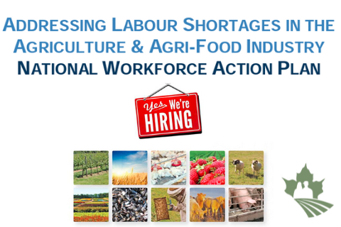Update: Addressing Labour Shortages in the Agriculture & Agri-Food Industry National Workforce Action Plan
